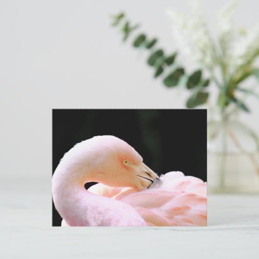 Carte postale Flamant rose (Debout devant)