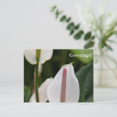 Carte postale Flamant rose (Debout devant)