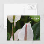 Carte postale Flamant rose (Devant / Derrière)