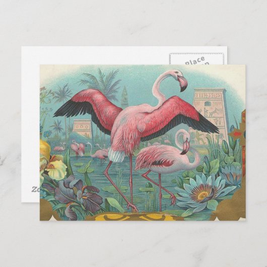 Carte Postale Flamant rose (Devant / Derrière)