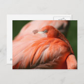 Carte postale Flamant rose (Devant / Derrière)