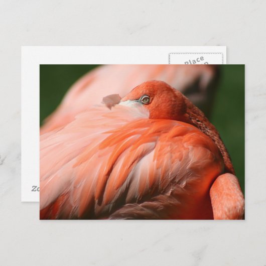 Carte postale Flamant rose (Devant / Derrière)