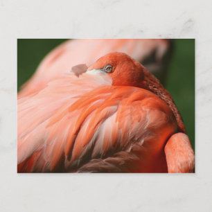 Carte postale Flamant rose