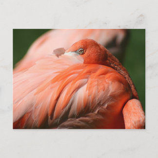 Carte postale Flamant rose