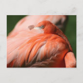 Carte postale Flamant rose (Devant)