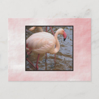 Carte Postale Flamant rose