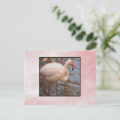 Carte Postale Flamant rose (Debout devant)