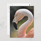 Carte Postale Flamant rose (Devant / Derrière)