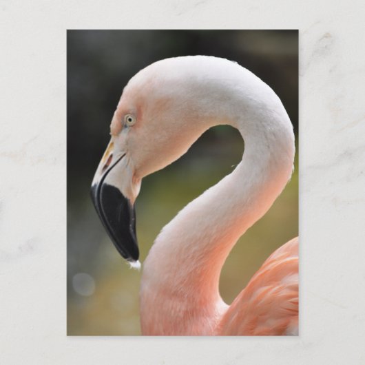Carte Postale Flamant rose (Devant)