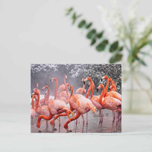 Carte postale Flamant rose (Debout devant)