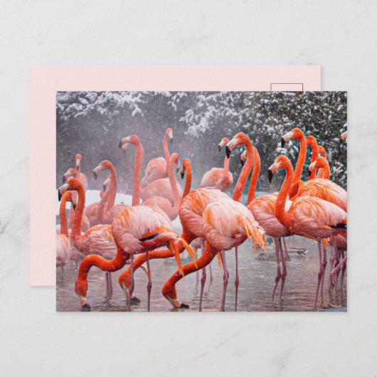 Carte postale Flamant rose (Devant / Derrière)
