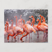 Carte postale Flamant rose (Devant)