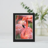 Carte postale Flamant rose (Debout devant)