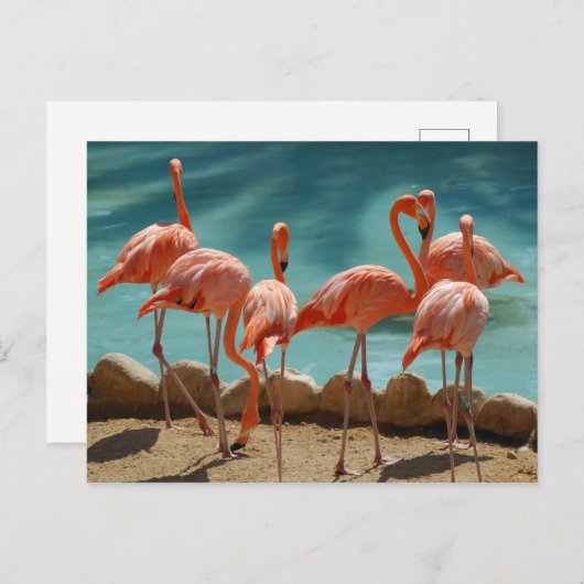 Carte postale Flamant rose (Devant / Derrière)