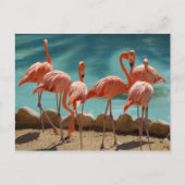 Carte postale Flamant rose (Devant)