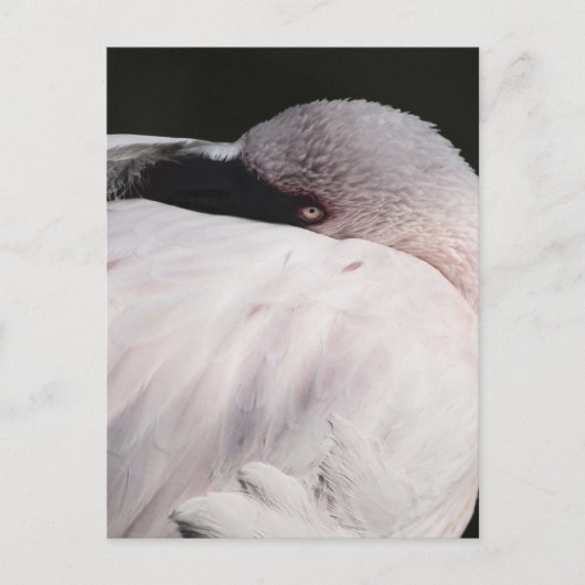 Carte Postale Flamant rose (Devant)