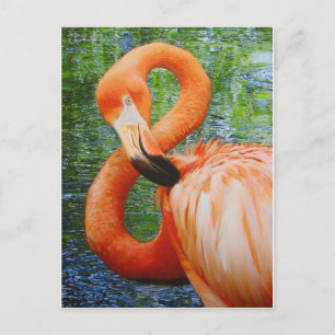 CARTE POSTALE FLAMANT ROSE