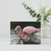 Carte Postale Flamant rose 2 (Debout devant)