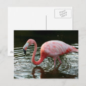 Carte Postale Flamant rose 2 (Devant / Derrière)