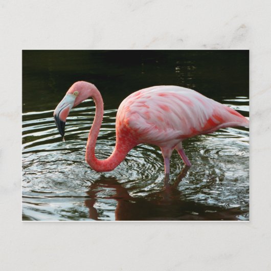 Carte Postale Flamant rose 2 (Devant)