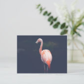 Carte Postale Flamant rose À Dusk (Debout devant)