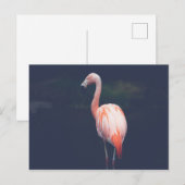 Carte Postale Flamant rose À Dusk (Devant / Derrière)