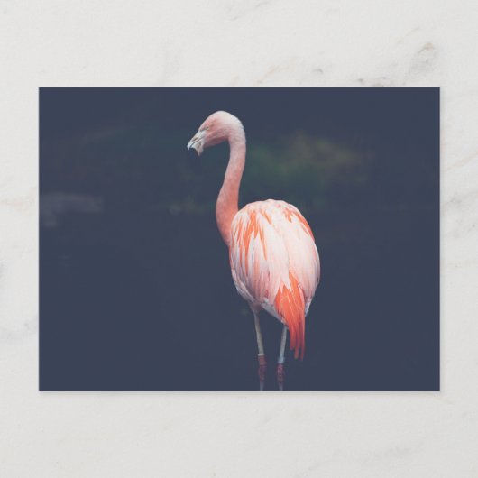 Carte Postale Flamant rose À Dusk (Devant)