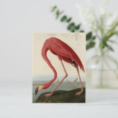 Carte Postale Flamant rose américain (Debout devant)