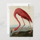Carte Postale Flamant rose américain (Devant / Derrière)