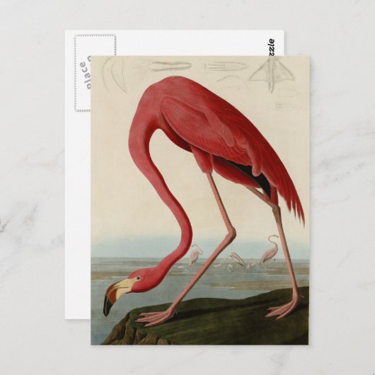 Carte Postale Flamant rose américain (Devant / Derrière)
