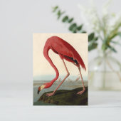 Carte Postale Flamant rose américain d'Audubon (Debout devant)