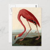 Carte Postale Flamant rose américain d'Audubon (Devant / Derrière)