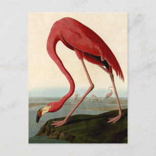 Carte Postale Flamant rose américain d'Audubon