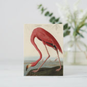Carte Postale Flamant rose américain d'Audubon's Birds of Americ (Debout devant)