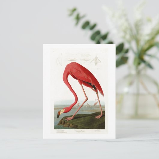 Carte Postale Flamant rose américain John Audubon Birds of Ameri (Debout devant)