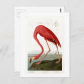 Carte Postale Flamant rose américain John Audubon Birds of Ameri (Devant / Derrière)