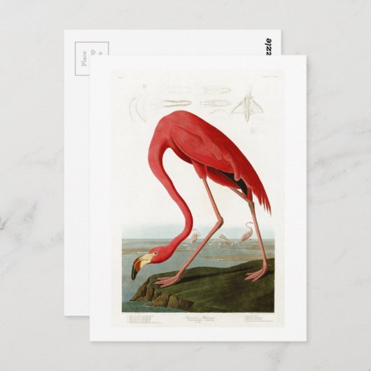 Carte Postale Flamant rose américain John Audubon Birds of Ameri (Devant / Derrière)