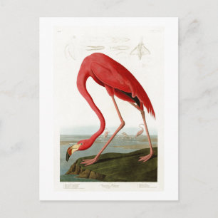Carte Postale Flamant rose américain John Audubon Birds of Ameri