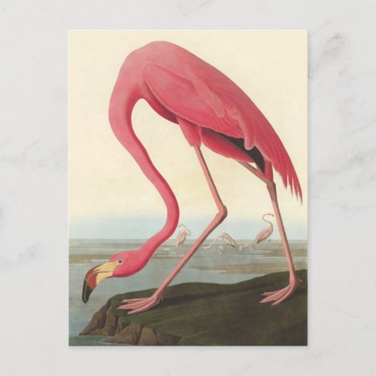 Carte Postale Flamant rose américain | John James Audubon (Devant)
