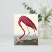 Carte Postale Flamant rose américain, John James Audubon Fine (Debout devant)