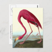 Carte Postale Flamant rose américain, John James Audubon Fine (Devant / Derrière)