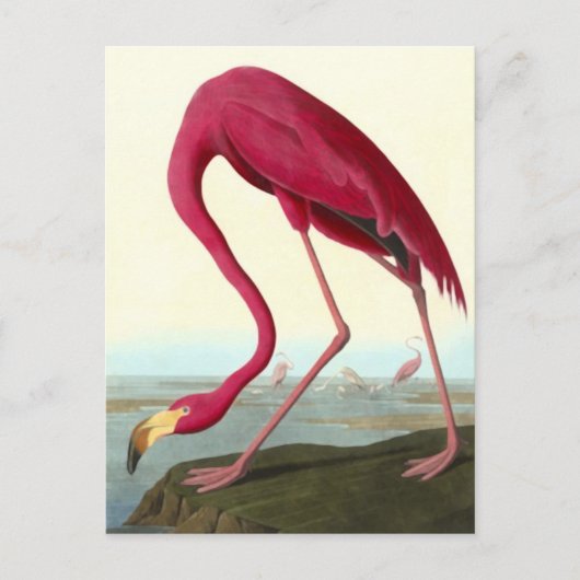 Carte Postale Flamant rose américain, John James Audubon Fine (Devant)