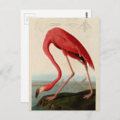 Carte Postale Flamant rose américain par Audubon (Devant / Derrière)