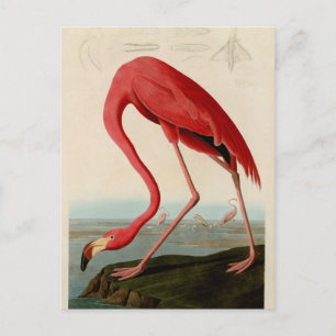 Carte Postale Flamant rose américain par Audubon