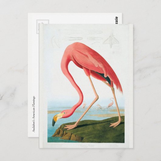 Carte Postale Flamant rose Audubon (Devant / Derrière)