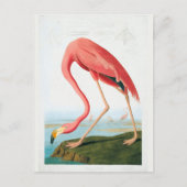 Carte Postale Flamant rose Audubon (Devant)