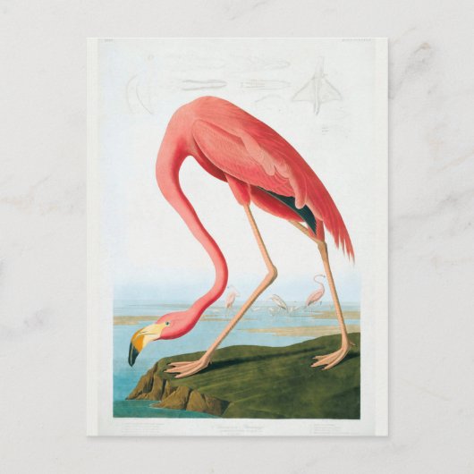 Carte Postale Flamant rose Audubon (Devant)