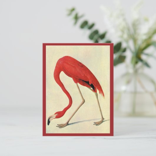 Carte postale Flamant rose Audubon (Debout devant)