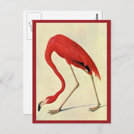 Carte postale Flamant rose Audubon (Devant / Derrière)