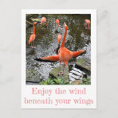 Carte Postale Flamant rose | Aviation nationale (Devant)